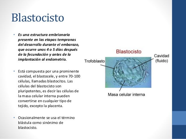 blastocisto definicion